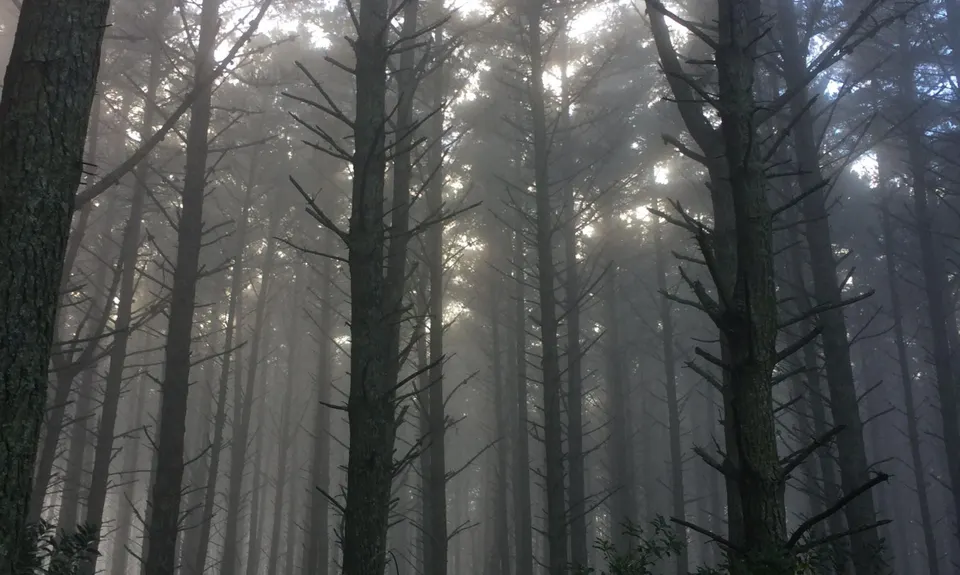 Waiuku Forest Intro, Auckland