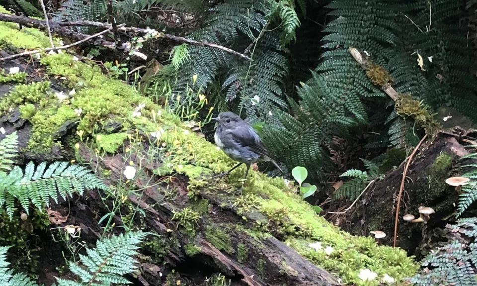 Rob Roy Glacier Track, Otago