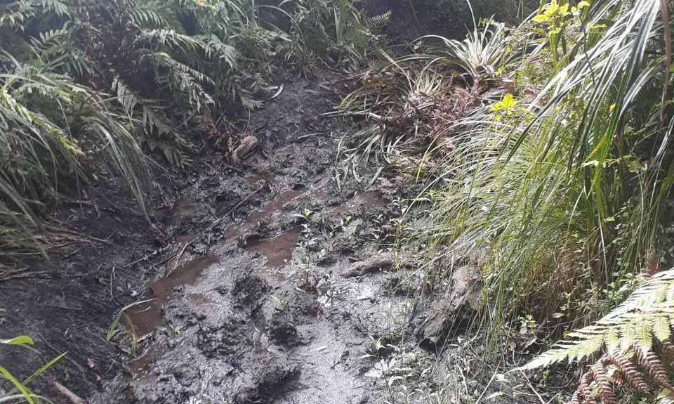 Bell Blast, Waikato