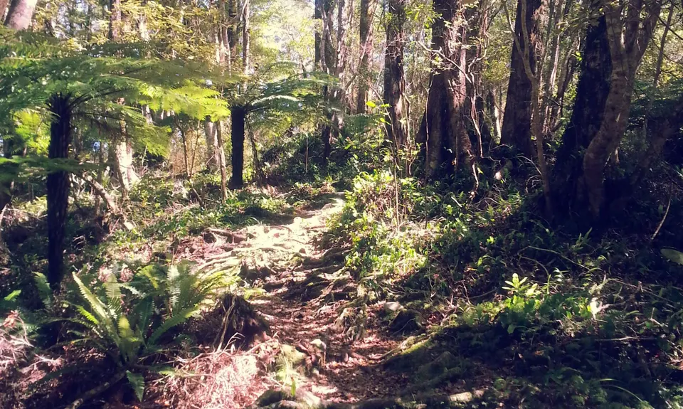 Eastbourne Ridge Loop, Wellington