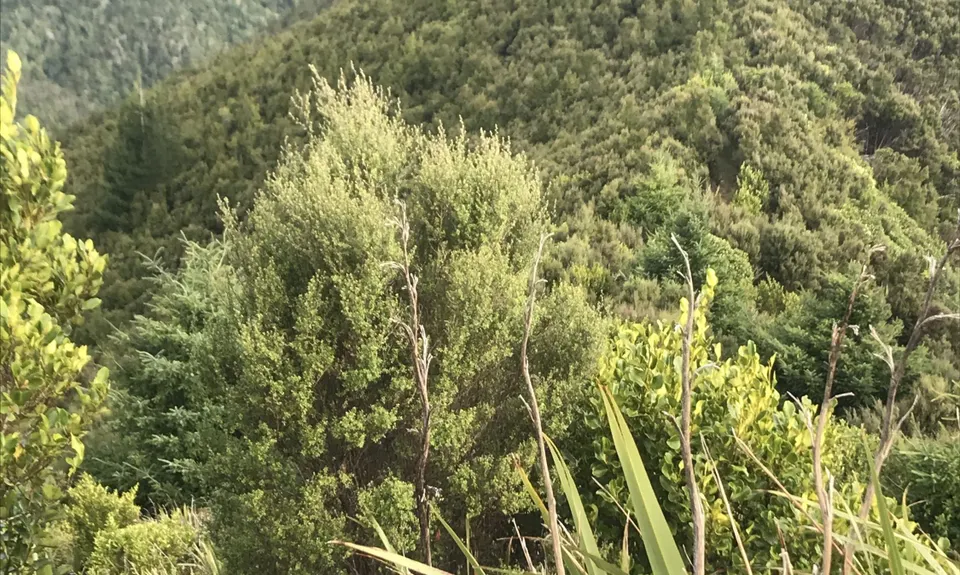 Whare Flat to Pulpit Rock , Otago