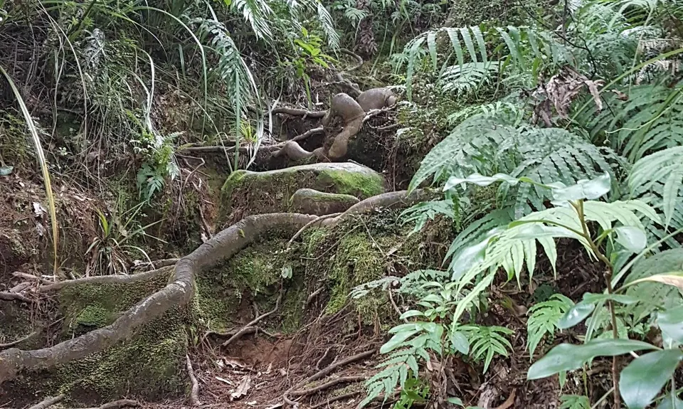 Ngamuwahine - Bobs Loop, Bay of Plenty