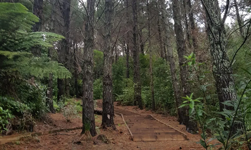 Waihi Beach Trig Track, Bay of Plenty