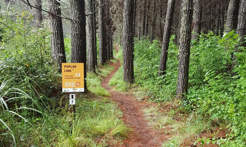 Whakarewarewa Circuit - the Black Track, Bay of Plenty