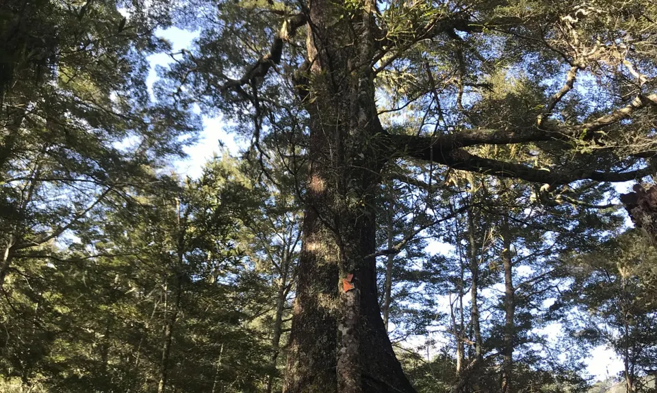 Atene Skyline Track, Manawatu - Wanganui