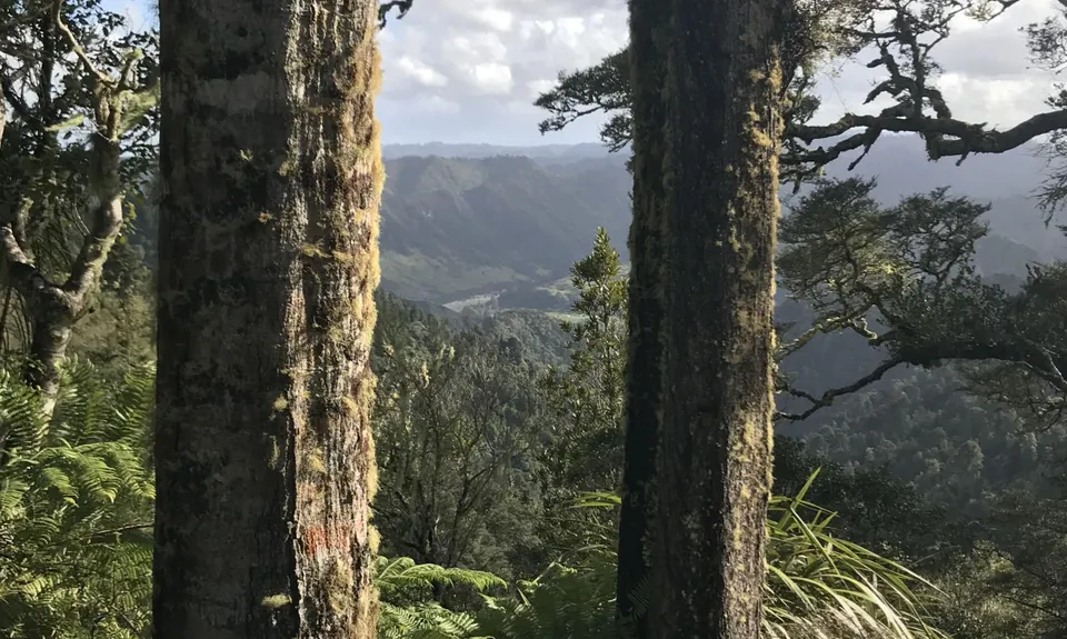 Atene Skyline Track, Manawatu - Wanganui