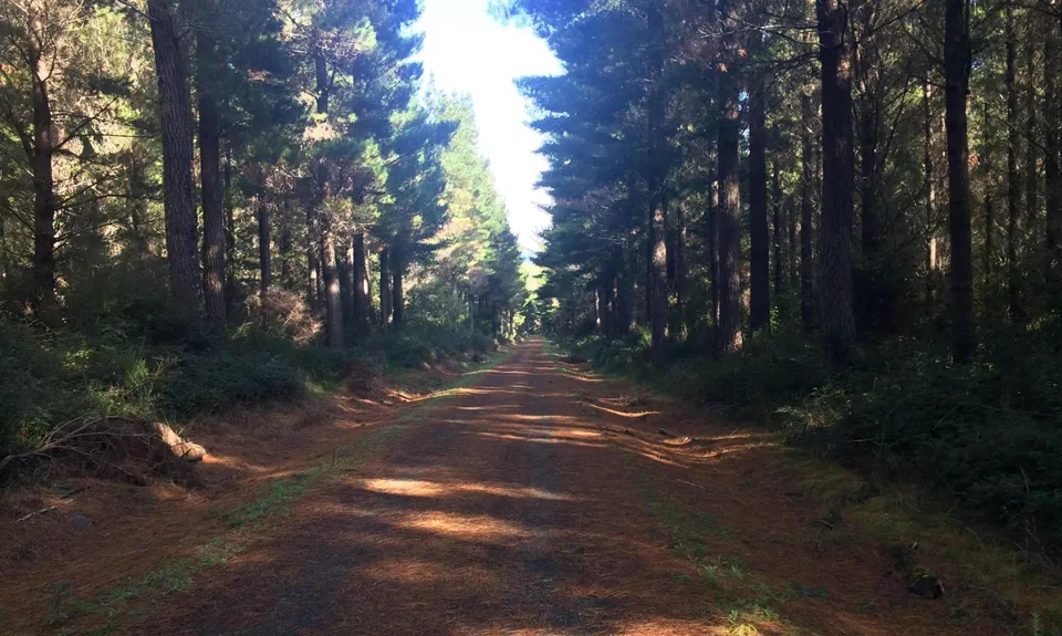 Yeoman's Track, Hawkes Bay