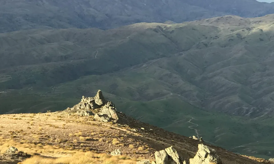 Young Australian, Otago