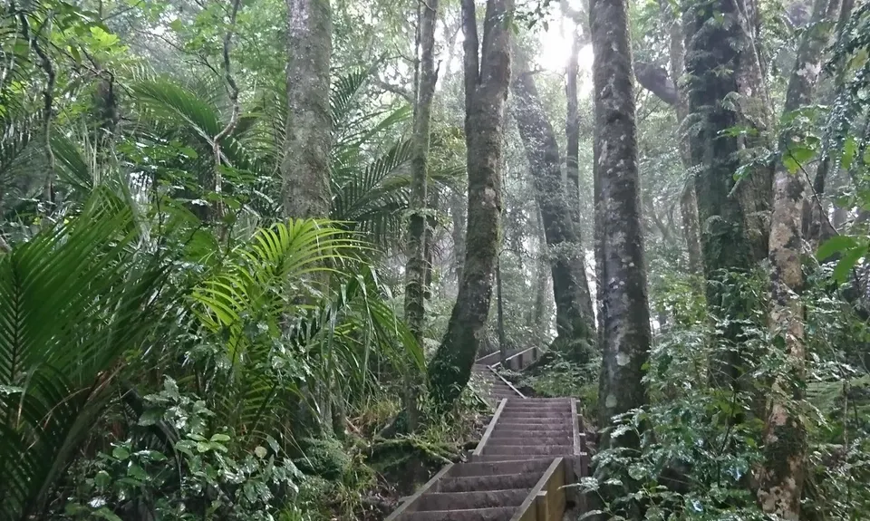 Hilly Hakarimata, Waikato
