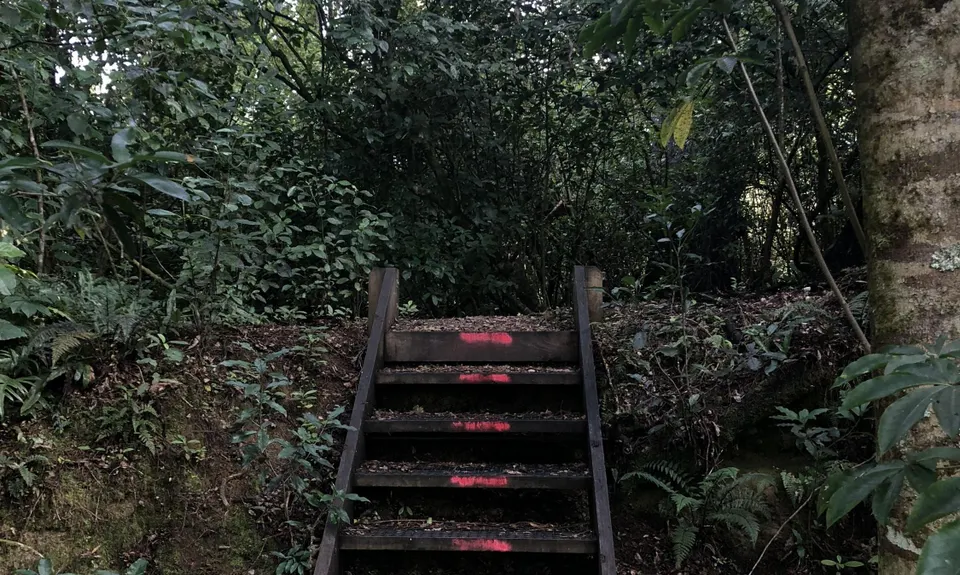 Kahikatea Trail, Tasman