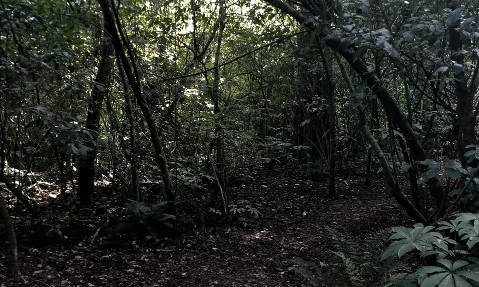 Kahikatea Trail, Tasman