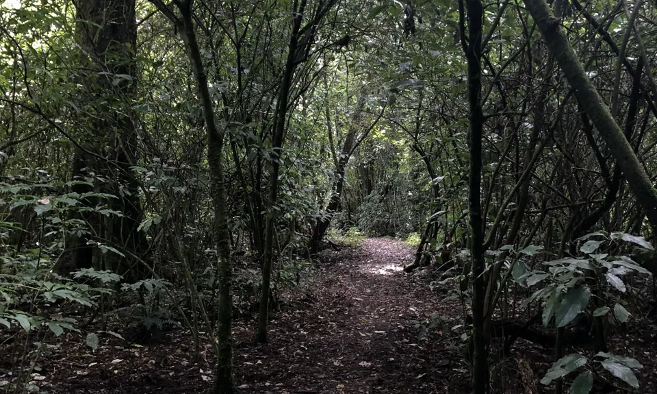 Kahikatea Trail, Tasman