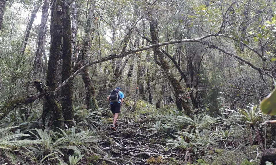 Pelorus to Rocks return, Marlborough
