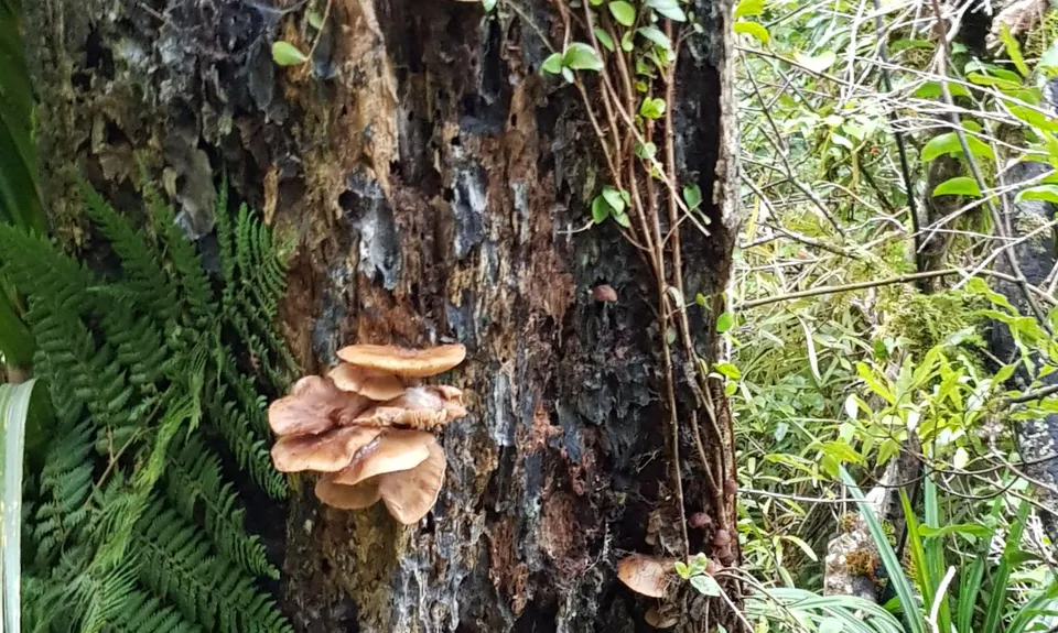 Te Aroha Summit Loop, Waikato