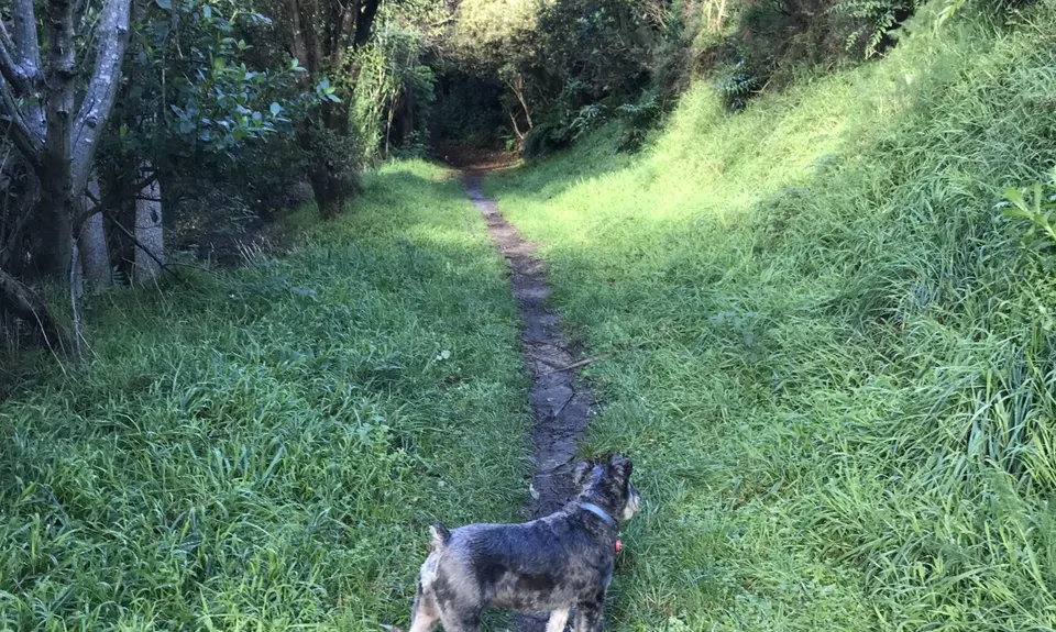 Tawatawa Trails, Wellington