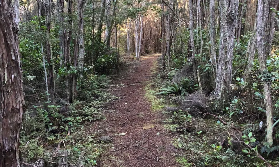 Waipori Falls Government Track, Otago