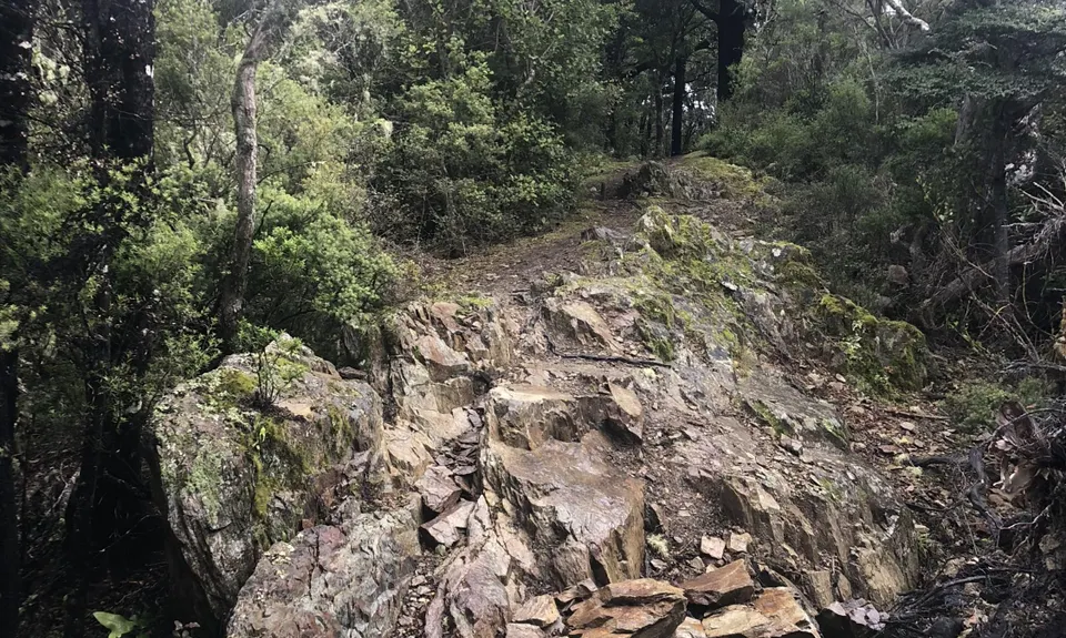 Tokomaru, Mt Robertson Circuit, Marlborough