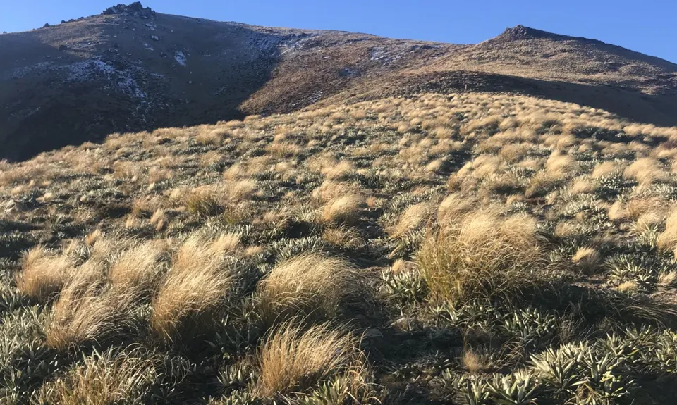 Mt Barrosa Burn, Canterbury