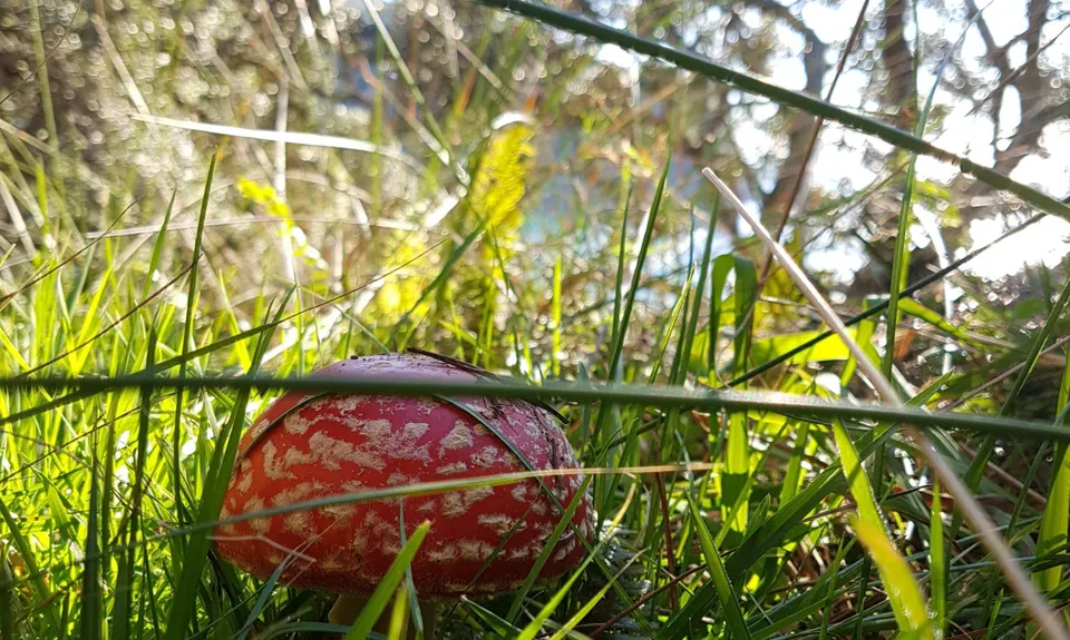 The Great OH Trail, Bay of Plenty