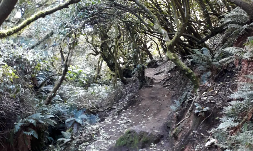 Tauhara Grunt, Waikato