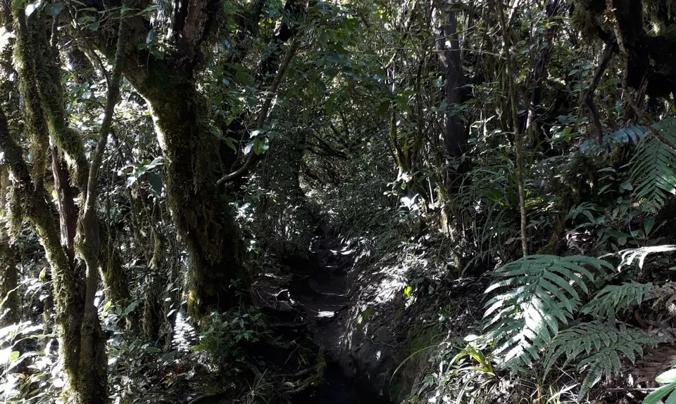 Tauhara Grunt, Waikato