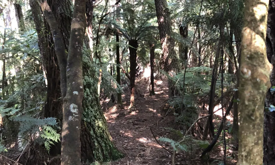 Ngamuwahine - Bobs Loop, Bay of Plenty