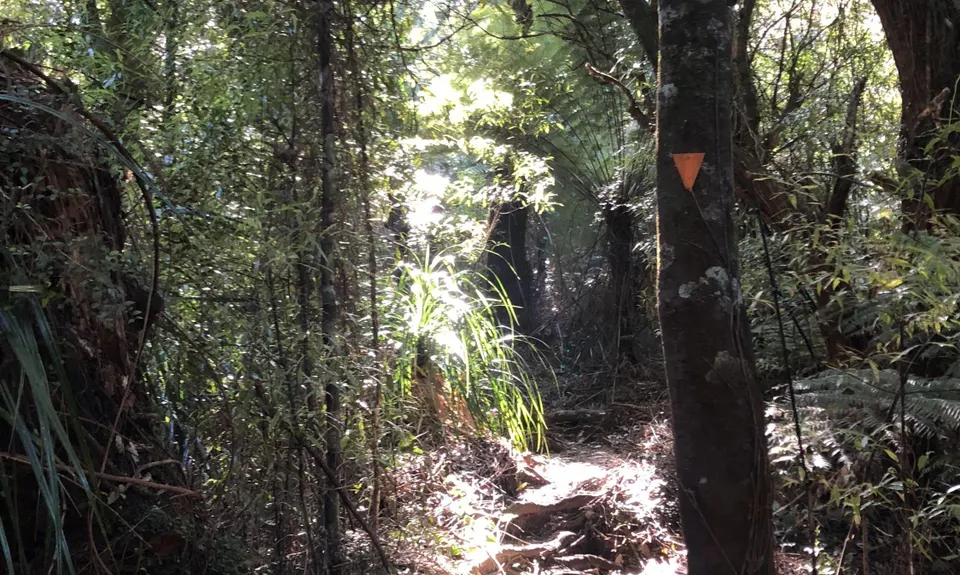 Ngamuwahine - Bobs Loop, Bay of Plenty