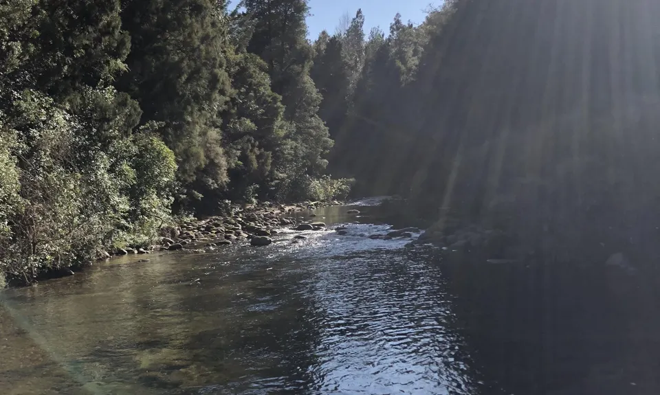 Ngamuwahine - Bobs Loop, Bay of Plenty