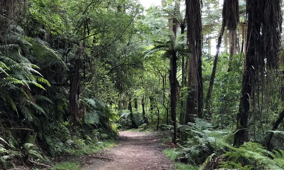 Blue and Green Lake Loops, Bay of Plenty