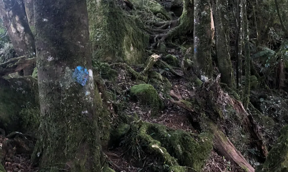 The Other Mt Hikurangi, Manawatu - Wanganui