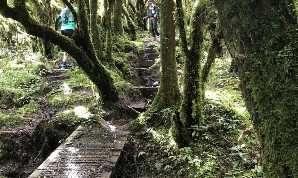 Timber Trail, Waikato