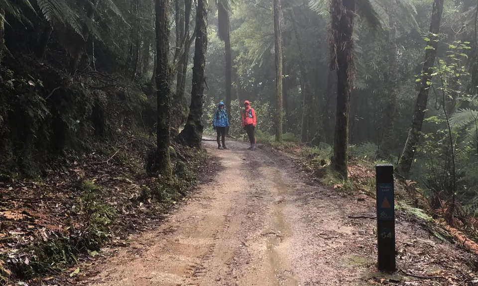 Timber Trail, Waikato
