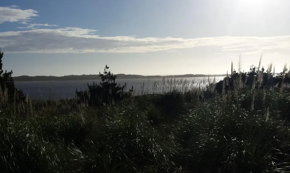 Waiuku Forest Intro, Auckland