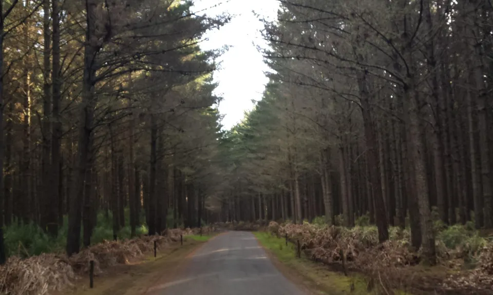 Waiuku Forest Intro, Auckland
