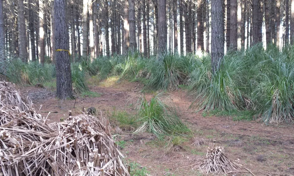 Waiuku Forest Intro, Auckland