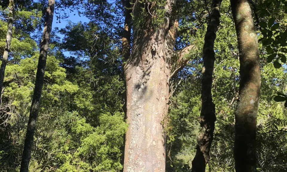 Hakarimata Traverse , Waikato