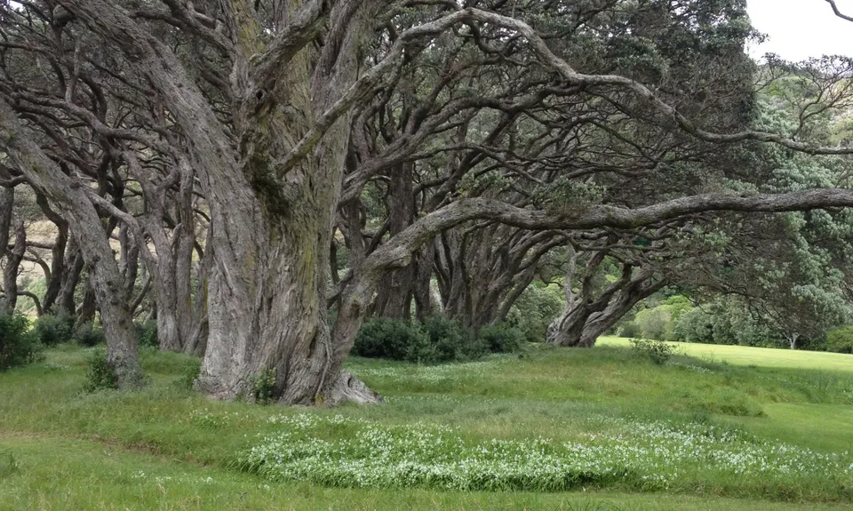 The Wenderholm Wonder, Auckland