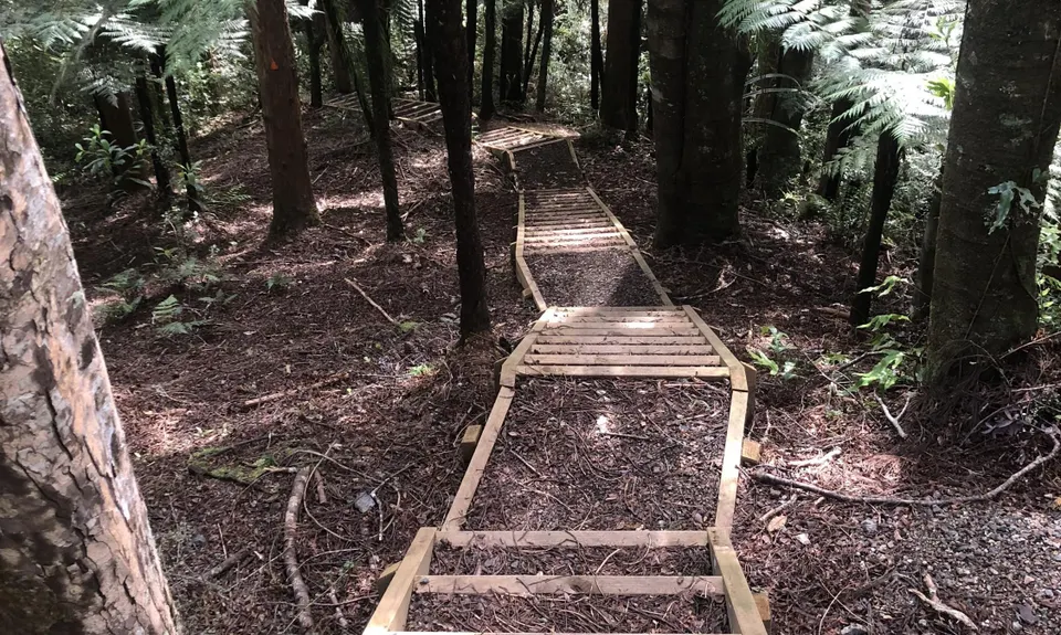 Taraire Ridge and Pukenui Loop, Northland
