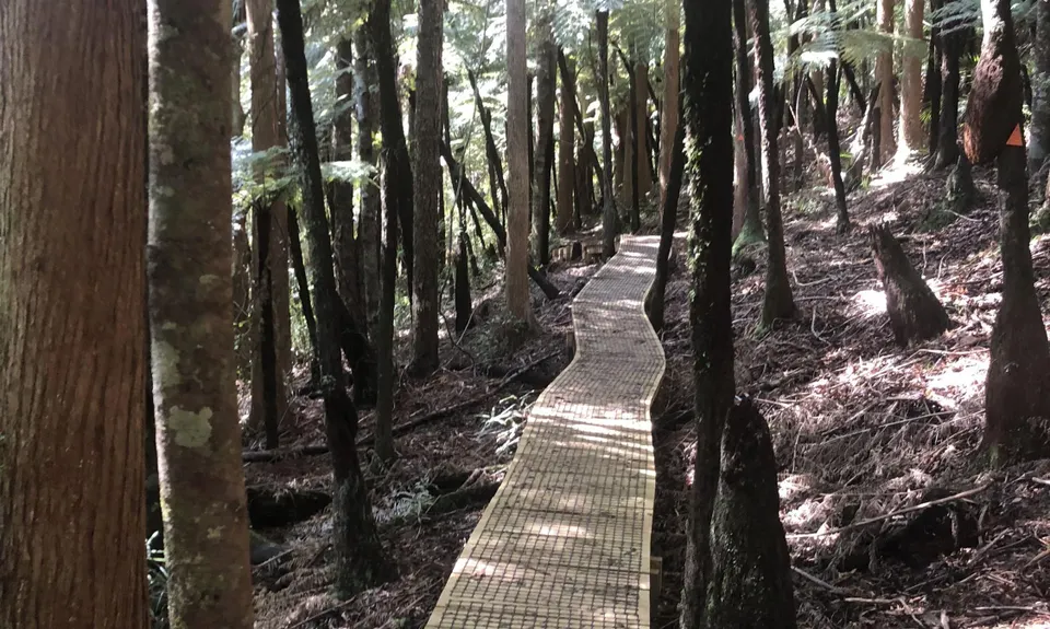 Taraire Ridge and Pukenui Loop, Northland