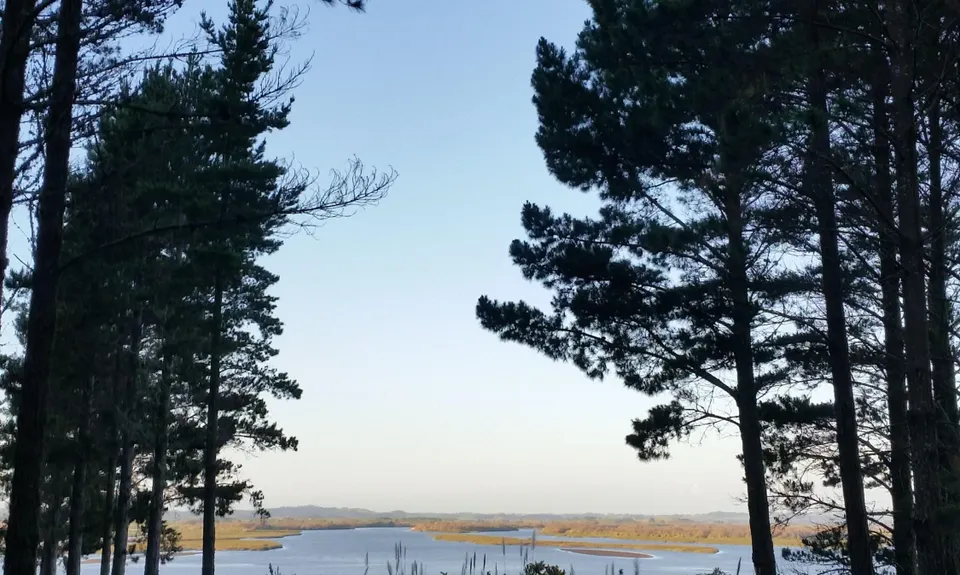 Waiuku Forest Intro, Auckland