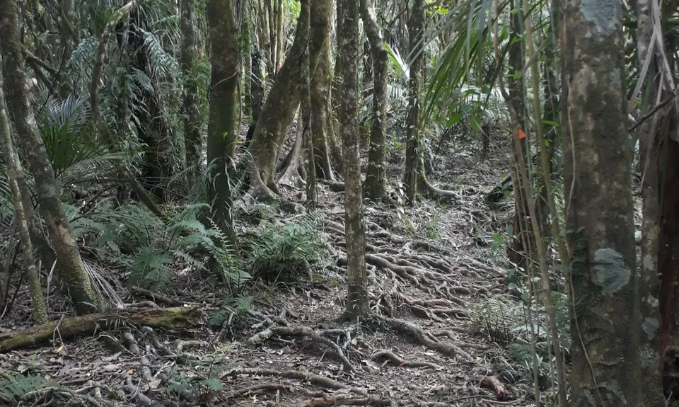 Hakarimata Traverse , Waikato