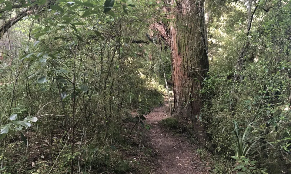 Massey Uni Totara Forest River Loop, Auckland