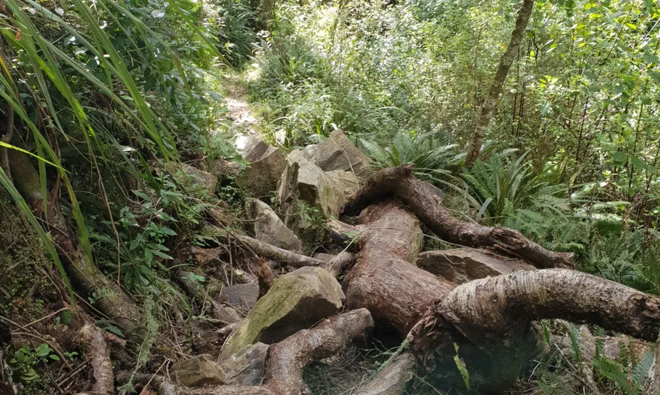 Waipori Falls Government Track, Otago