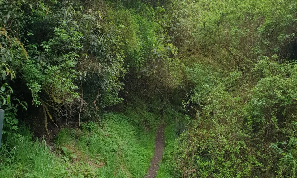 Waipori Falls Government Track, Otago