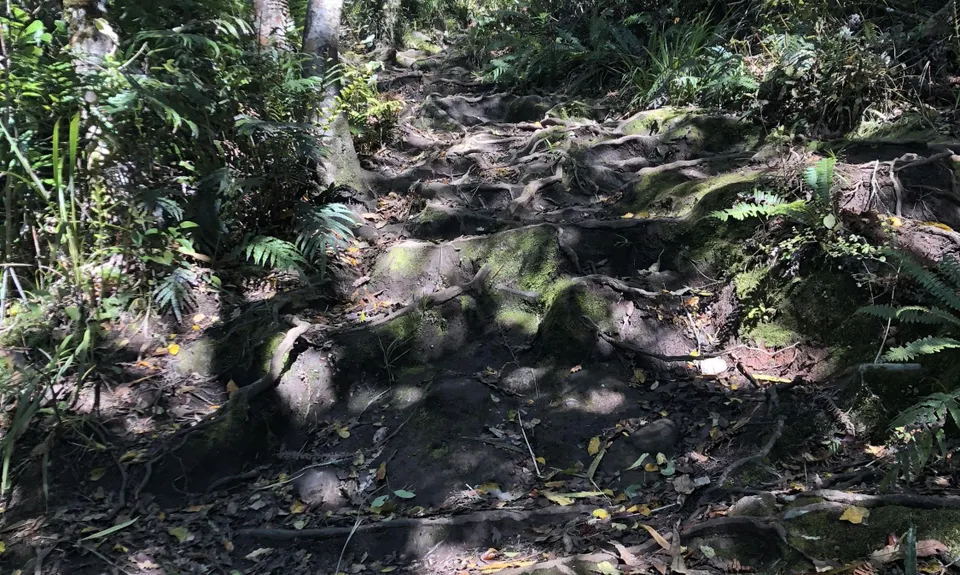 Ruapane Leg Burner, Waikato