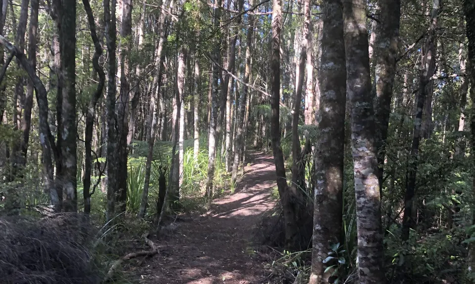 Suspension Bridge Track , Auckland
