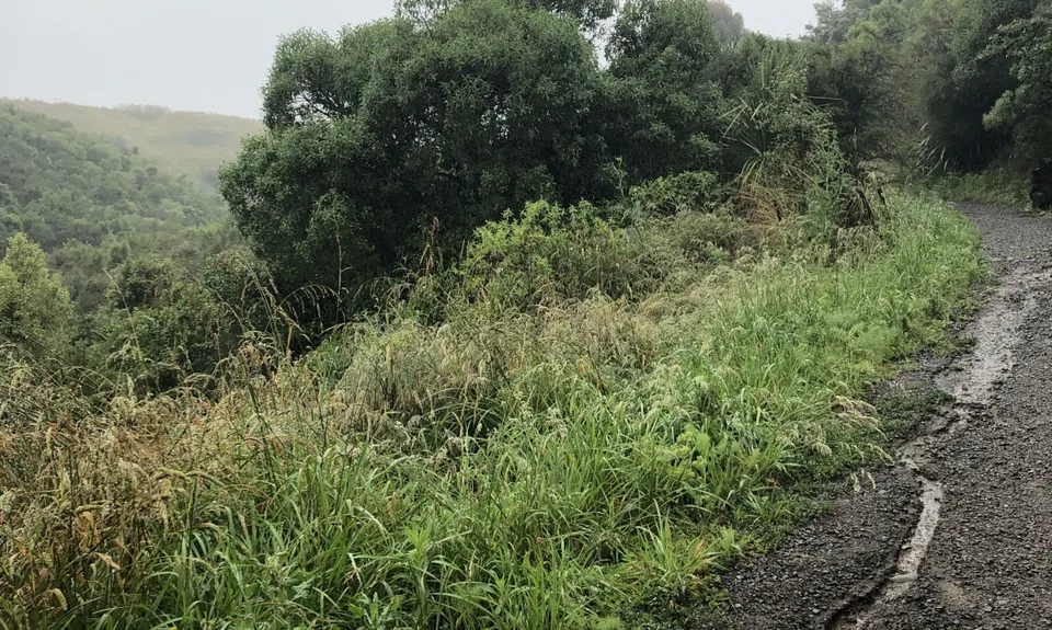 Summerhill Tracks, Manawatu - Wanganui