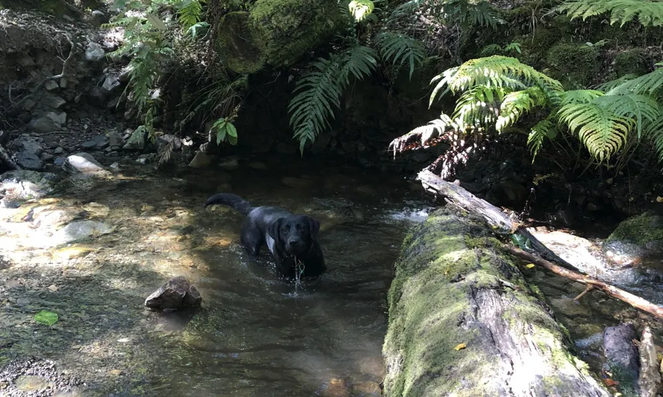 Dobson Loop, Wellington