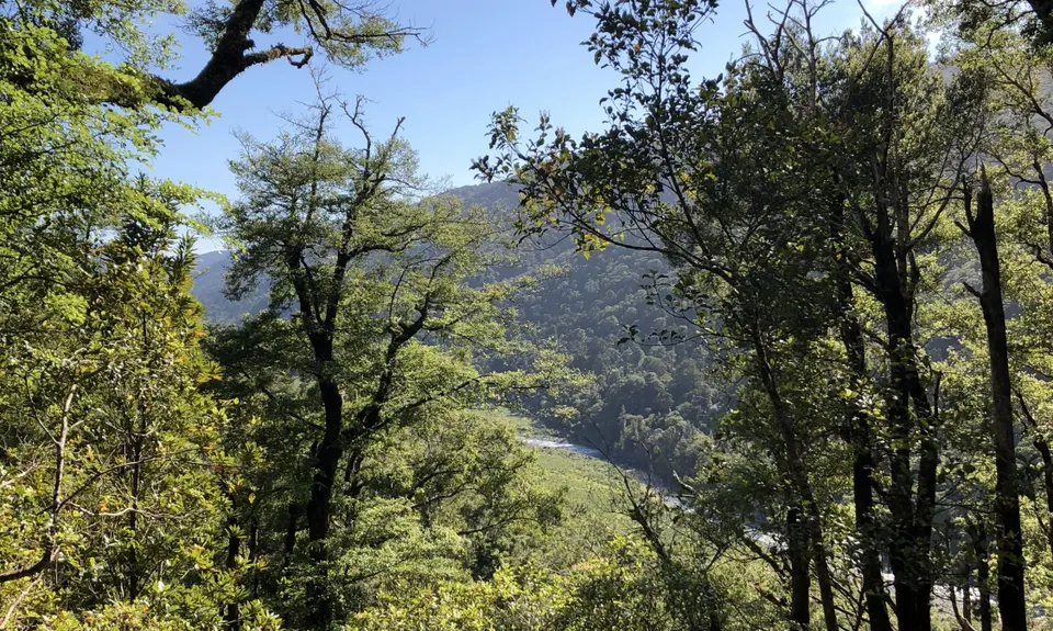 Dobson Loop, Wellington