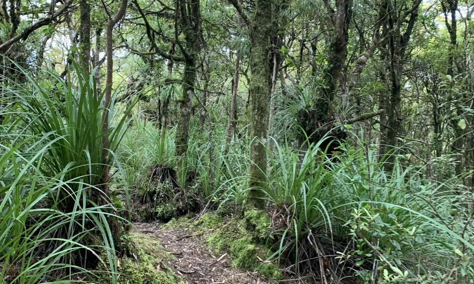 Te Aroha -Waiorongomai Loop, Waikato
